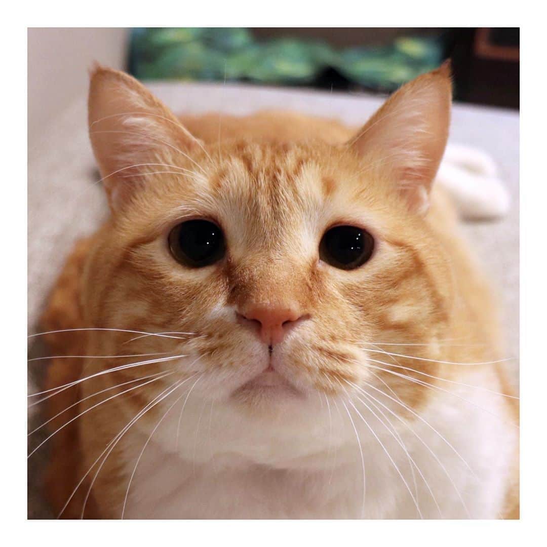 ぐっぴーのインスタグラム