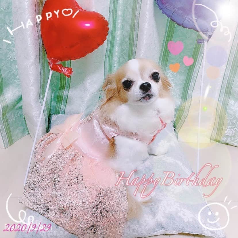 若月雅のインスタグラム：「🎈2020.09.29🍰 Happy Birthday Coron🐶💕 . . #8歳おめでとう #長生きしてね🐶 #おりこうさん  #ドレス　 #Chihuahua #愛犬　#cute」