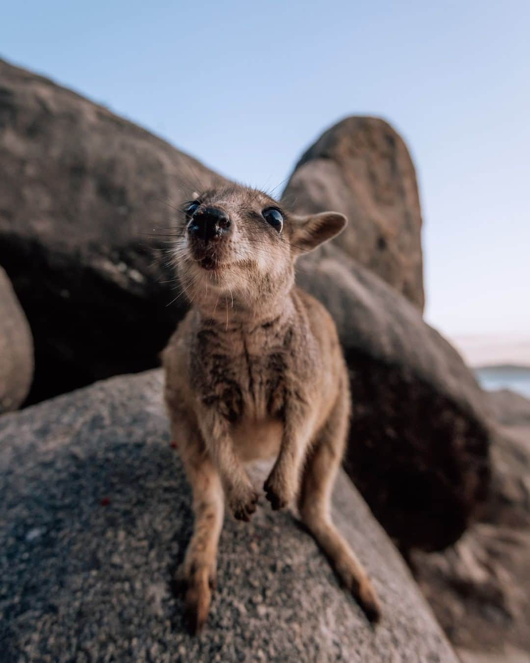 Nikon Australiaさんのインスタグラム写真 - (Nikon AustraliaInstagram)「Whether you love photographing magnificent creatures or your family dog, there’s no better excuse to share your favourite animal shots than #WorldAnimalDay.    We’re celebrating with @jamesvodicka's shot of the rock wallabies off Geoffrey Bay on Magnetic Island. Which one do you think is cuter?    Camera: Nikon D750 Lens: 16-35mm f/5.0 Settings: f/5.0  1/500s  ISO 1600  #Nikon #MyNikonLife #NikonAustralia #D750 #WildlifePhotography」10月4日 9時00分 - nikonaustralia