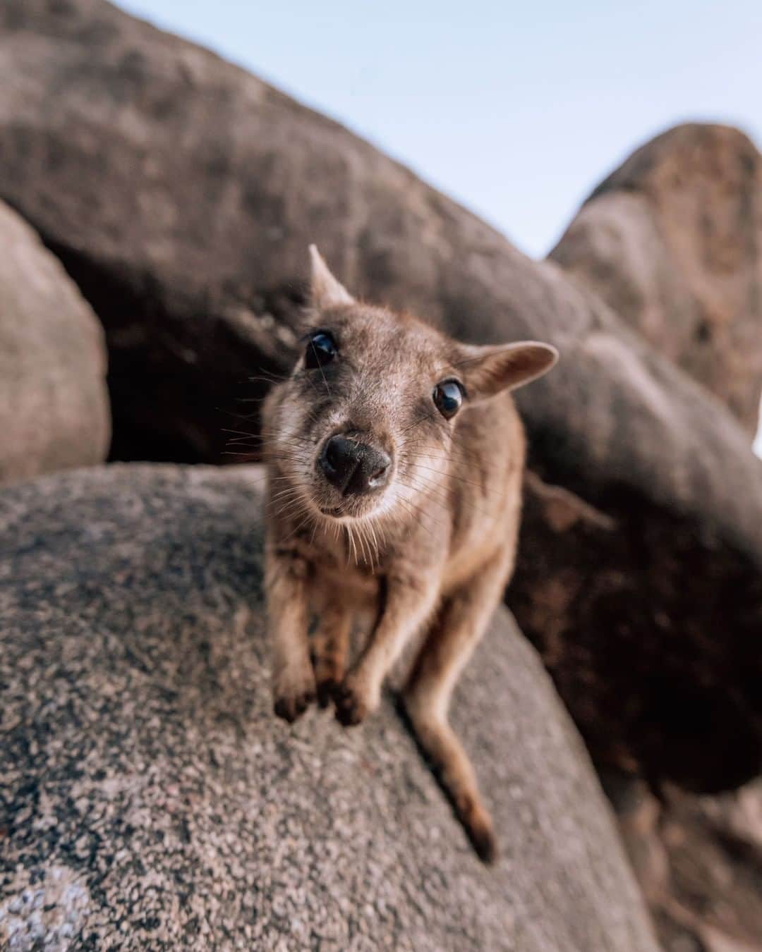 Nikon Australiaさんのインスタグラム写真 - (Nikon AustraliaInstagram)「Whether you love photographing magnificent creatures or your family dog, there’s no better excuse to share your favourite animal shots than #WorldAnimalDay.    We’re celebrating with @jamesvodicka's shot of the rock wallabies off Geoffrey Bay on Magnetic Island. Which one do you think is cuter?    Camera: Nikon D750 Lens: 16-35mm f/5.0 Settings: f/5.0  1/500s  ISO 1600  #Nikon #MyNikonLife #NikonAustralia #D750 #WildlifePhotography」10月4日 9時00分 - nikonaustralia