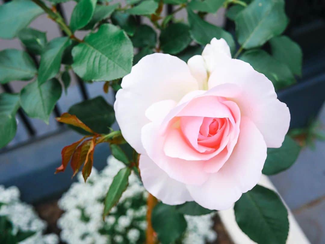 アン・カーティスのインスタグラム：「A fresh bloom. 🌸 My Mum planted her roses shortly after I had given birth and they have just started to bloom. These pretty ones decided to show their beauty first from the whole lot. Coincidentally, these blooms are called “A Mother’s Love”. 💕 So pretty @carmcurtissmith. I hope Dahlia has a green thumb like you! 🌹」