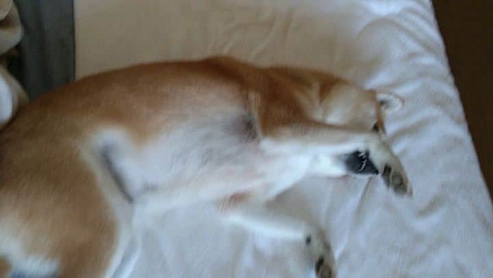 柴犬⭐️サスケのインスタグラム：「おはわん 柴犬#赤柴#柴北会#ふわもこ部#犬ら部#わんだフォ#pecoいぬ部 #shibasnap#shibagram #shibastagram #🐶📷 #🐶#いぬすたぐらむ #いぬのいる暮らし」