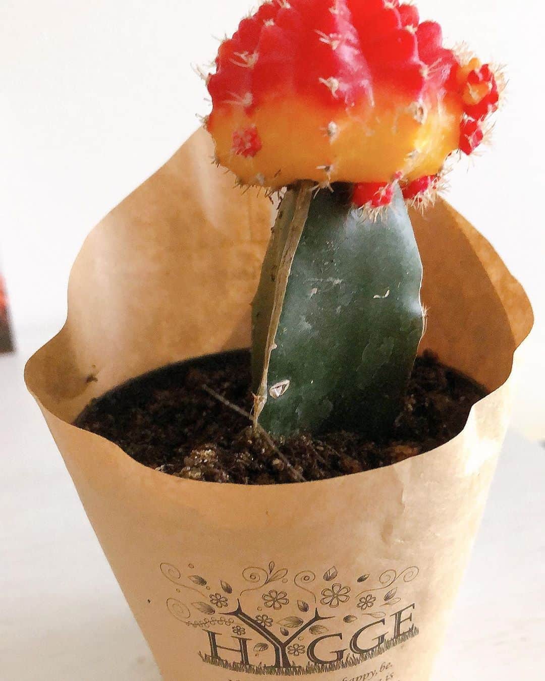 中山来未のインスタグラム：「🌵🏜🍁🍲」