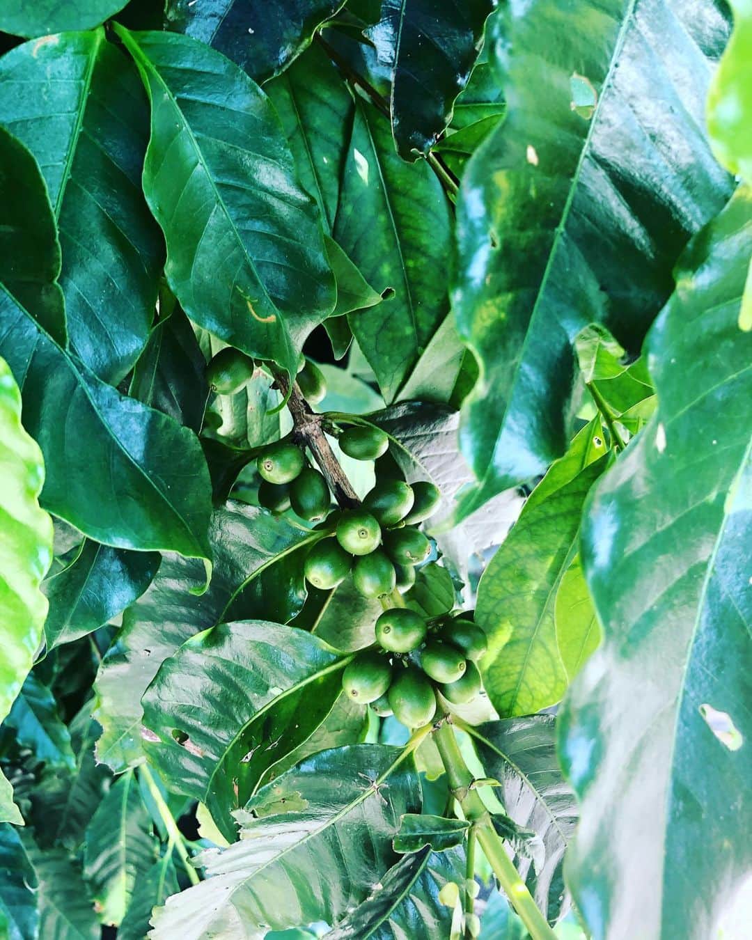 ONE SUITE Hotel & Resort（公式）のグルメインスタ