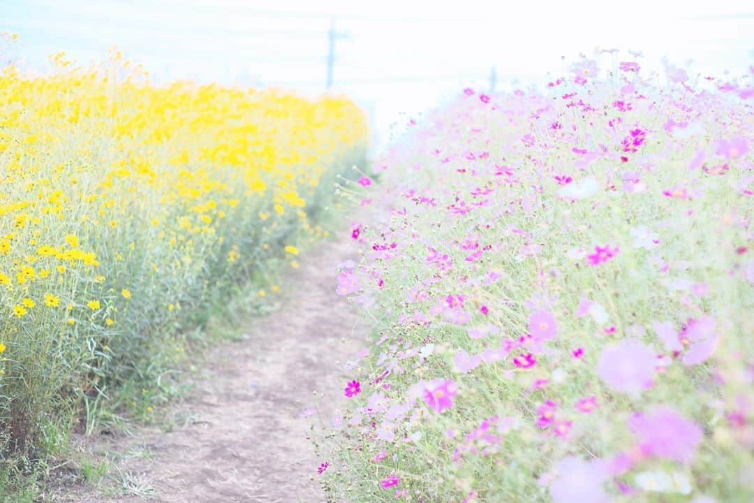 kiccyomuのインスタグラム：「☁️ 2020.10.04 Sun #高鼻展望花の丘 やっと撮れた📷 #コスモス 🌸 ちょっと曇り空☁️だったけど… 明るく過ぎず、光柔らかで良かった📷 #心に花を  今日も元気に…素敵な週末を🤗  location #群馬 📷撮影 2020年10月03日 #オールドレンズ 📷 #Minolta」