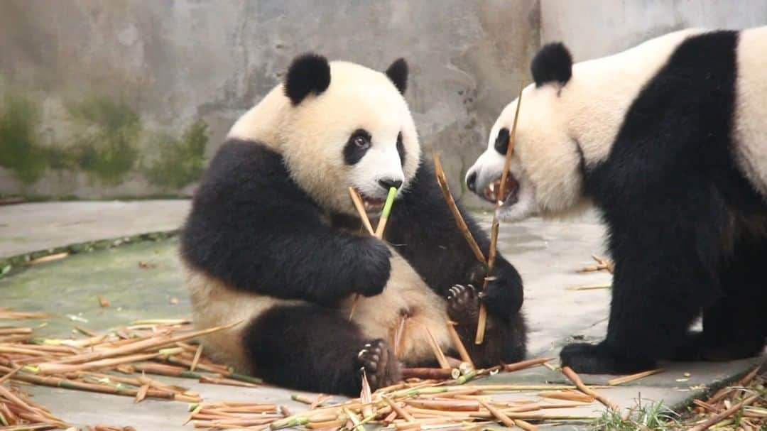 のインスタグラム：「When I’m distracted by a video game while eating, my food will be occupied by other friends. 🐼 🐼 🐼 #Panda #iPanda #Cute #HiPanda」