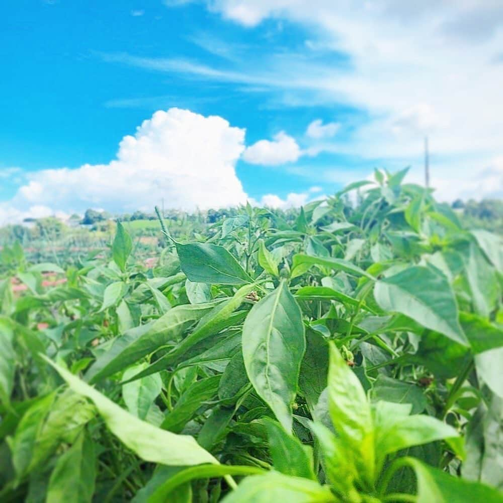 三倉佳奈さんのインスタグラム写真 - (三倉佳奈Instagram)「もう涼しくなりましたが、この日は暑い中の旅☀️ 自然に触れて楽しい体験たくさんできました☺︎ 今日のお昼オンエアです📺  ■フジテレビ「なりゆき街道旅」  10/4（日）12:00-14:00 https://www.fujitv.co.jp/nariyuki/  放送しれない地域もあるみたいですね💦 放送後に配信があるかもと🙌🏻  #フジテレビ #なりゆき街道旅」10月4日 10時30分 - kana_mikura0223