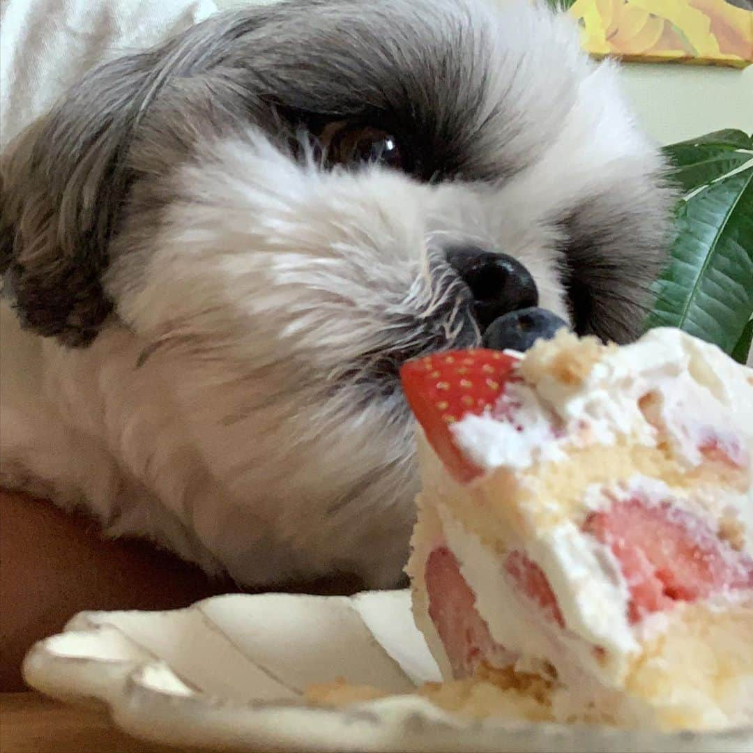 いくらさんのインスタグラム写真 - (いくらInstagram)「本日の主役は君じゃないよ😐✋ ・ 今日は👦2歳の誕生日🎂🎊 ・ いつも追いかけられて逃げまわっているけど、君の成長する姿を特等席で見ることができて幸せだよ💕 いつか、2人でお散歩に行こうね🐶🐾 ・ ・ byいくら ・ ・ という事で、とりあえずその美味そうなケーキ食っていいすか🤤⁉️笑 ・ ・ #シーズー シーズーlove #ロングまつ毛ワンコの会 #いぬのきもち部 #いぬのきもち #鼻ぺちゃ犬 #短足犬 #いぬすたぐらむ #愛犬 #犬 #shihtzu #shihtzulovers #shihtzulove #shihtzugram #dog #dogsofinstagram #shihtzulover #shihtzumania #dogstagram #shihtzusgram #cute #dogs #shihtzu_feature #instadog #happybirthday」10月4日 21時26分 - i_am_ikura