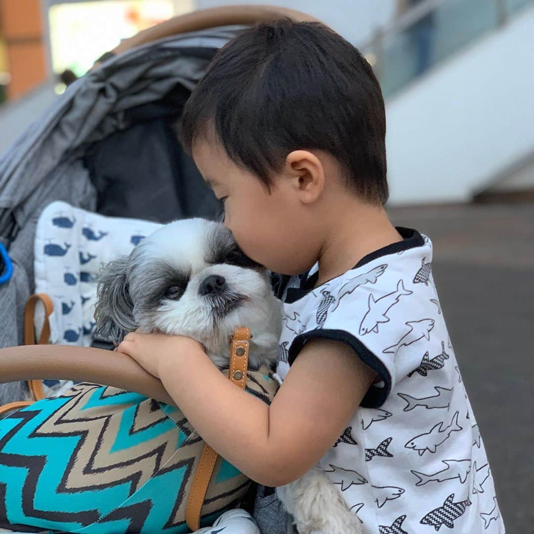 いくらさんのインスタグラム写真 - (いくらInstagram)「本日の主役は君じゃないよ😐✋ ・ 今日は👦2歳の誕生日🎂🎊 ・ いつも追いかけられて逃げまわっているけど、君の成長する姿を特等席で見ることができて幸せだよ💕 いつか、2人でお散歩に行こうね🐶🐾 ・ ・ byいくら ・ ・ という事で、とりあえずその美味そうなケーキ食っていいすか🤤⁉️笑 ・ ・ #シーズー シーズーlove #ロングまつ毛ワンコの会 #いぬのきもち部 #いぬのきもち #鼻ぺちゃ犬 #短足犬 #いぬすたぐらむ #愛犬 #犬 #shihtzu #shihtzulovers #shihtzulove #shihtzugram #dog #dogsofinstagram #shihtzulover #shihtzumania #dogstagram #shihtzusgram #cute #dogs #shihtzu_feature #instadog #happybirthday」10月4日 21時26分 - i_am_ikura