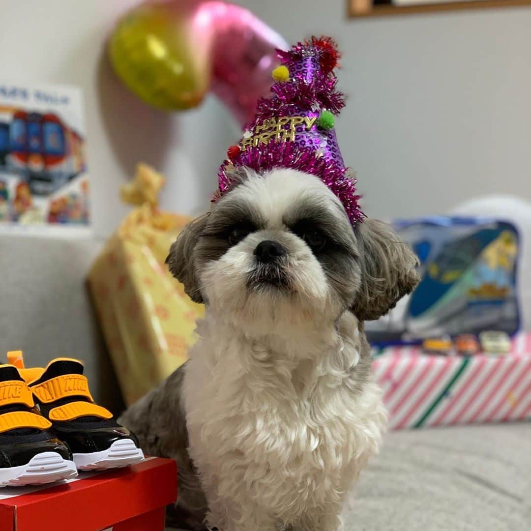 のインスタグラム：「本日の主役は君じゃないよ😐✋ ・ 今日は👦2歳の誕生日🎂🎊 ・ いつも追いかけられて逃げまわっているけど、君の成長する姿を特等席で見ることができて幸せだよ💕 いつか、2人でお散歩に行こうね🐶🐾 ・ ・ byいくら ・ ・ という事で、とりあえずその美味そうなケーキ食っていいすか🤤⁉️笑 ・ ・ #シーズー シーズーlove #ロングまつ毛ワンコの会 #いぬのきもち部 #いぬのきもち #鼻ぺちゃ犬 #短足犬 #いぬすたぐらむ #愛犬 #犬 #shihtzu #shihtzulovers #shihtzulove #shihtzugram #dog #dogsofinstagram #shihtzulover #shihtzumania #dogstagram #shihtzusgram #cute #dogs #shihtzu_feature #instadog #happybirthday」