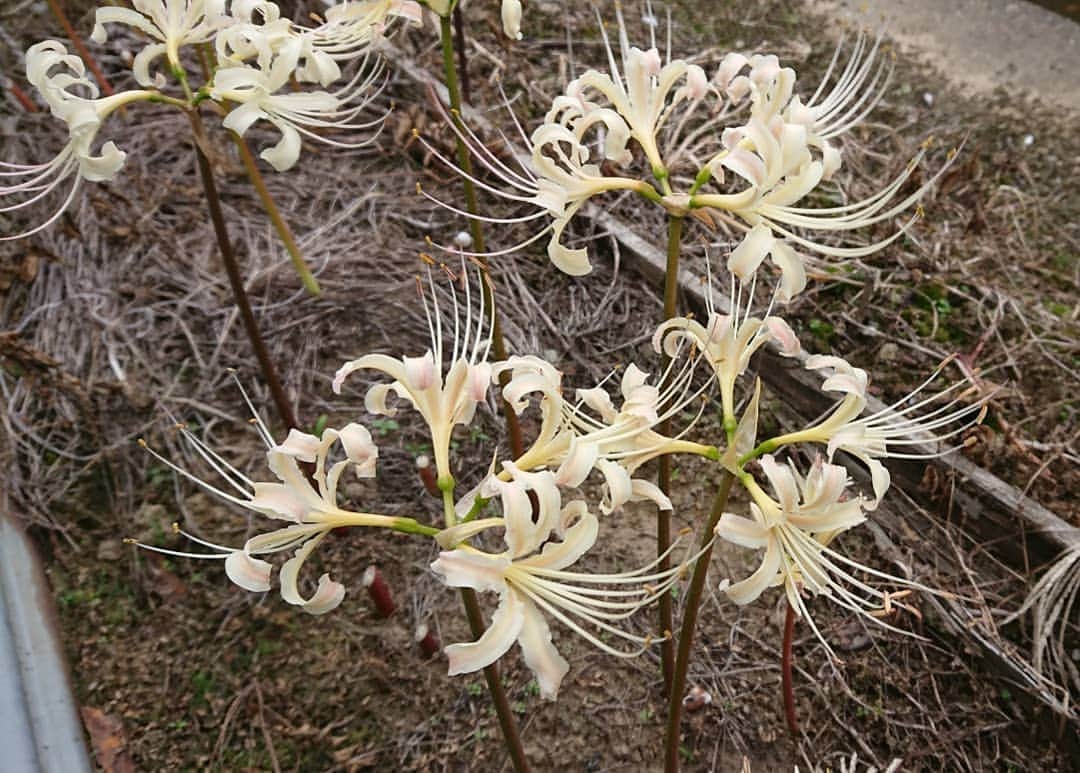 ハンディやしきさんのインスタグラム写真 - (ハンディやしきInstagram)「紅白の彼岸花🌺 真っ白ではなく黄なりの白が渋いなぁ。 彼岸花好きやなぁ。 #花 #庭の花  #彼岸花  #花瓶の花  #お花大好き  #お花のある暮らし」10月4日 20時14分 - handyyashiki