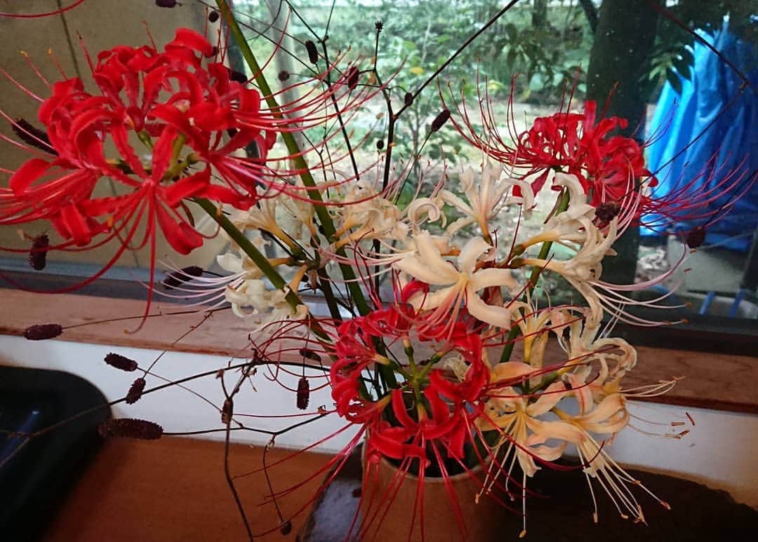 ハンディやしきさんのインスタグラム写真 - (ハンディやしきInstagram)「紅白の彼岸花🌺 真っ白ではなく黄なりの白が渋いなぁ。 彼岸花好きやなぁ。 #花 #庭の花  #彼岸花  #花瓶の花  #お花大好き  #お花のある暮らし」10月4日 20時14分 - handyyashiki