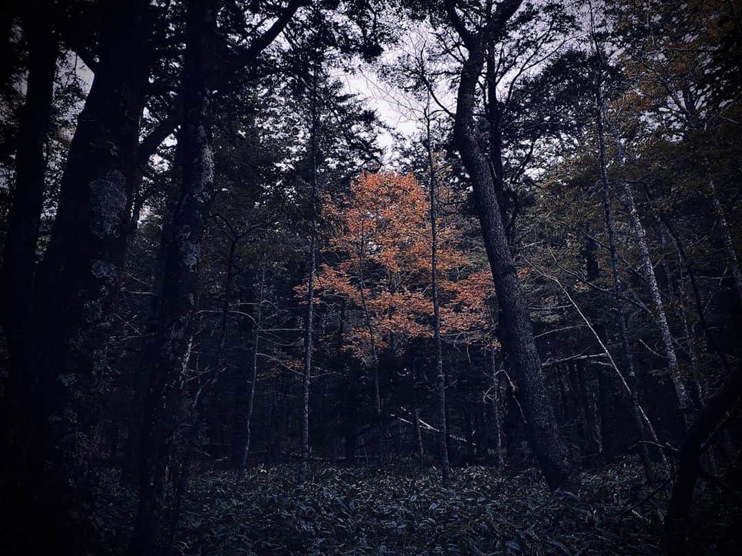 堀潤のインスタグラム：「秋  #japan」