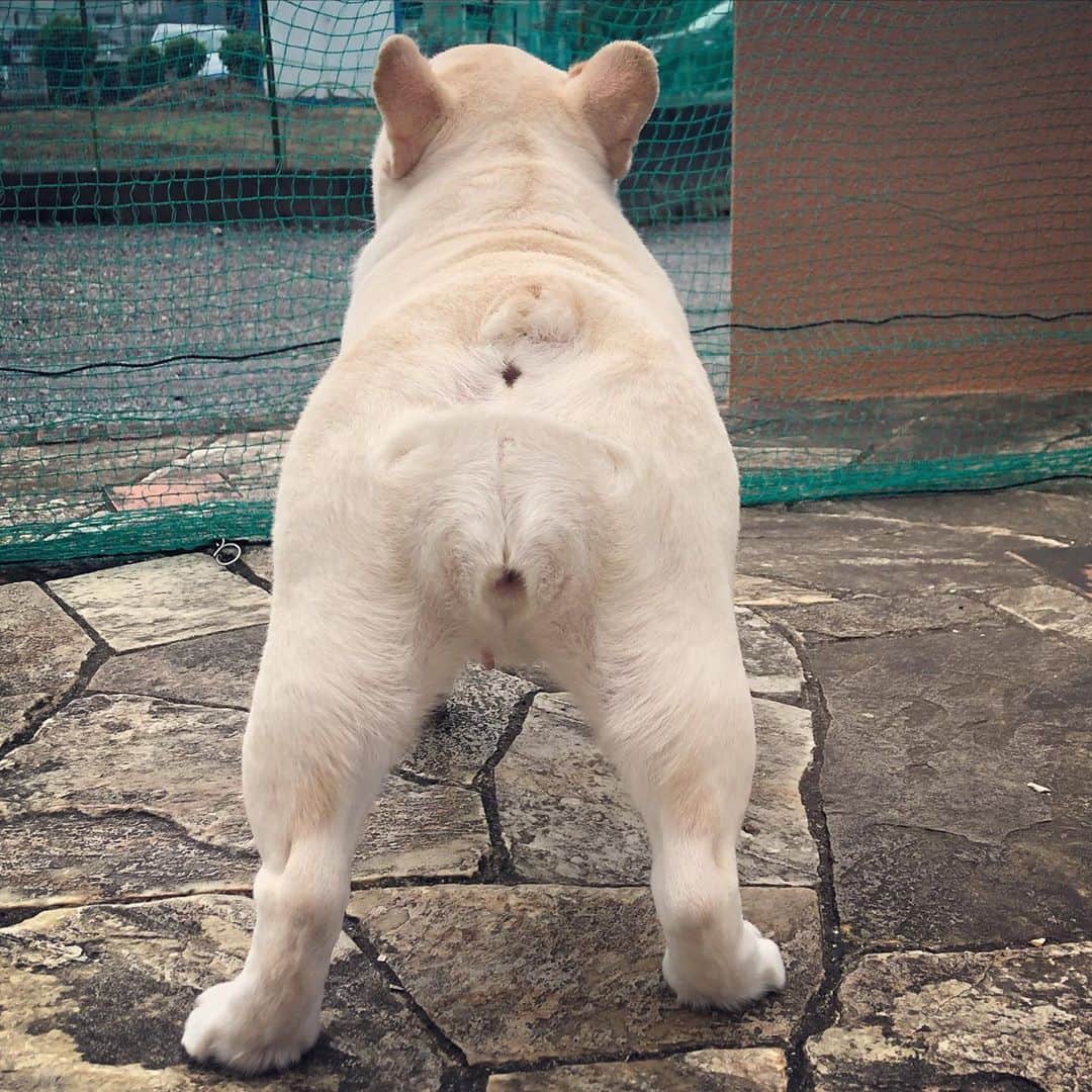 タニム（マーブル母）のインスタグラム：「* 今日は10月4日🌾　#おしり祭り 私には「ナマケモノ🦥」に見える〜 * #おしり祭 #久々の参戦 #マーブル尻🍑 #私のアモーレ🐷❤️」