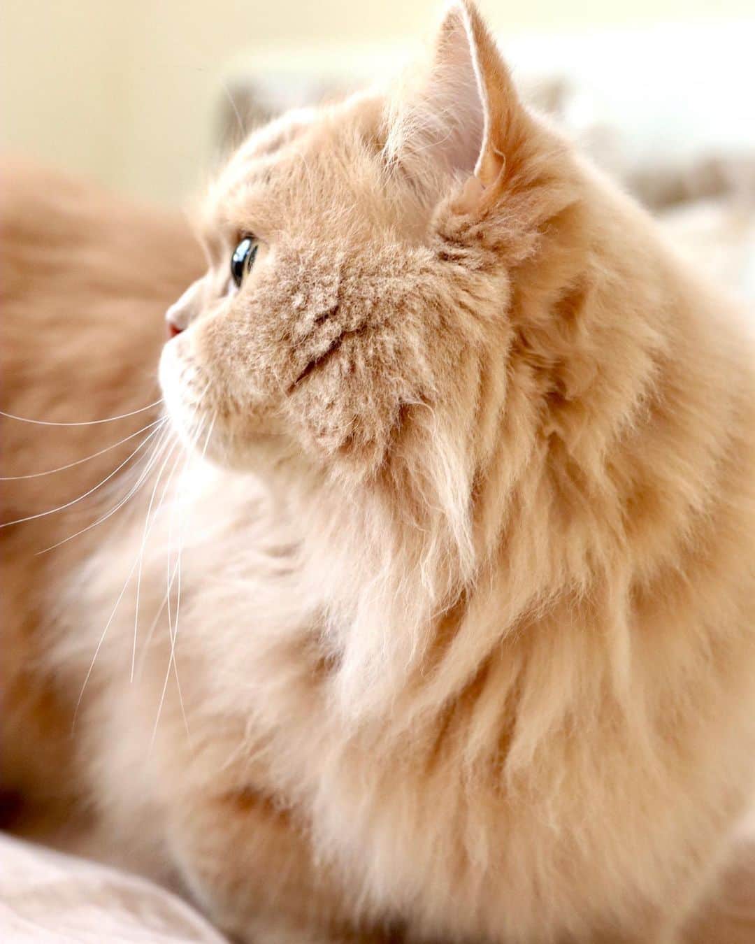 ベルさんのインスタグラム写真 - (ベルInstagram)「. Fluffy Kitty "I'm standing"  立っちしてるにゃよ そろそろ冬毛の準備かにゃ💗  #冬毛 #猫胴長祭 #親バカ万祭 #今週のニャンバー1祭  #シマホレスキュー #猫カレンダー2022参加したい #ねこのきもち #らぶにゃんるうむ #catstagram_japan #cats_of_instagram #catsofinstagram #club_of_cats #9gagcute #imut #mignonne #sæt #Симпатичний #Gleoite #latif #carina #schattig #χαριτωμένος #lindo #quruxsan #felinos #fofura   #ミヌエットのベルちゃん  NAME : Bell  ベル Breed : minuet  ミヌエット 🎂 : 2016.5.15  4歳 ・ NAME : Suzu すずちゃん Breed : Scottish fold スコティッシュフォールド 🎂 : 2018.3.21 2歳 . NAME : Lindor リンドール Breed : Teacup poodle ティーカッププードル 🎂 : 2019.7.18 〜2020.9.14 1歳」10月4日 20時41分 - ricorico_rico
