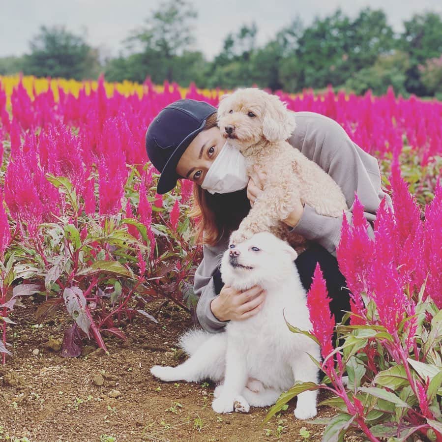 平山あやさんのインスタグラム写真 - (平山あやInstagram)「綺麗なお花をみんなで見にいったよ🌷  マメコロさんもモンローさんもとても癒されていた☺️  マメコロさんの手が😂  空気がとてもキレイで最高でした🎉  #家族でお花を見に行った #とても癒された #flowers#dog#happy」10月4日 20時45分 - aya_hirayama