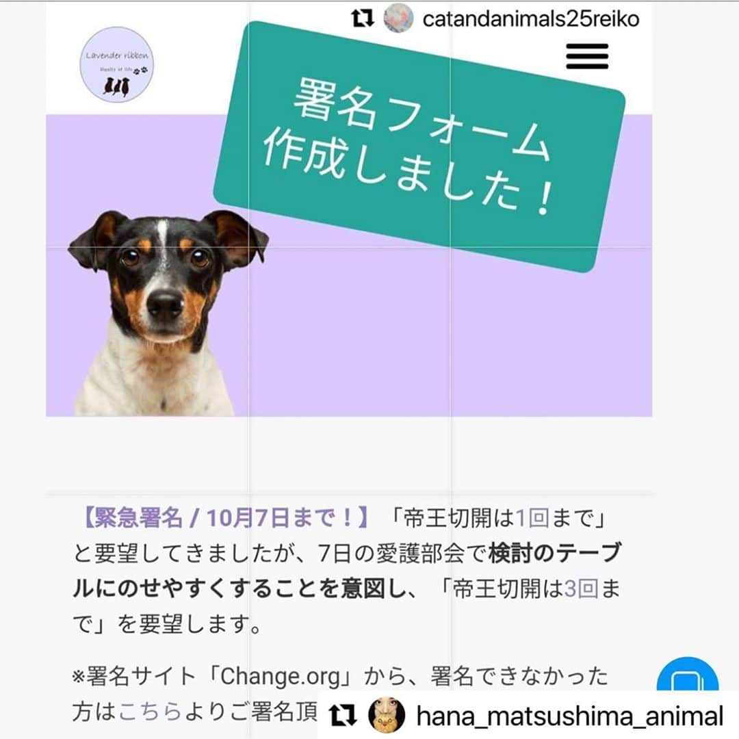 二階堂ふみさんのインスタグラム写真 - (二階堂ふみInstagram)「いよいよ数値規制が今月具体的に決まろうとしています。 最後のアクション、よろしくお願いします！！  #Repost @hana_matsushima_animal with @make_repost ・・・ : 🔴緊急‼️ ネット署名のお願いです‼️ . 締切は… 10月7日に開催される 「動物愛護部会」までです‼️ . 内容は…  ついに数値規制のことが NHKのニュースで取り上げられましたが… その数値規制の中で、まだ決まっていない 〝帝王切開の回数〟についてです。 . 帝王切開の回数なんて、少ない方がいいに決まっているし、犬種によっては生涯1回だけの子もいるし、その子の体格、健康状態によっては、 やってはいけない子もいます。　　 . ところが、環境省は全国ブリーダー協会会長の「犬は子宮の構造が丈夫であり、帝王切開に耐えられる。回数の問題じゃない」との提言を採択しようとしているそうです。 . 私たちも本当は… 「帝王切開は1回まで！」と声高に言いたいところですが、これでは議論にあがらなそうということで… 不本意ですが「帝王切開は3回まで！」と 要望することになりました。 . ご賛同頂ける方❗️ どうか🙏ネット署名にご協力お願いします🙏🙏🙏　 . 署名の詳しいやり方は… 下記をお読み下さい。 よろしくお願いします🙏🐕🐈 . . #花アニマル #帝王切開は3回まで #数値規制 #動物のための数値規制を  #もっと動物に優しくして下さい  #ネット署名 #署名アクション #拡散希望 #拡散希望です #ラベンダーリボン . . @vivace_f #Regram #Repost via @PackeDApp #PackeDApp 🚨拡散希望🚨 @catandanimals25reiko さんが立ち上げてくださったネット署名です。 ありがとうございます🙏🏻 . 環境省で検討中の ｢数値規制｣。 いまだ、帝王切開の回数が決まっていません。 それどころか、環境省は筒井敏彦氏の ｢帝王切開は何度でもOK｣ の提言を採択しそうな怪しい雰囲気があります😧 . 私たちが求めてきた ｢帝王切開１回まで｣ では、厳しすぎて議題にあがらない可能性が高いそうです。 ｢ラベンダーリボン｣ 代表のネギこさん (@negiko888) と串田誠一議員が話し合われた結果、｢帝王切開無制限｣ を回避する為に、不本意ながら ｢帝王切開３回まで｣ を要望し、ネット署名を立ち上げることになりました。 . 回数さえ設ければ、省令として ｢数値規制｣ が施行された後でも変更可能だそうです。 まずは、｢帝王切開３回まで｣ を “たたき台” として、将来的に３回→２回→１回へと目指していきます。 . このネット署名の締切は、動物愛護部会が開催される10月７日までです。 かなりタイトですが、ぜひご賛同お願いいたします🙇‍♀️ 署名は数がものを言います。ご家族やご友人にもお声掛けいただけると大変助かります。 . @vivace_f のプロフィール欄のURLからネット署名できます。 . 接続が悪い場合は、こちらのURLからお願いいたします↓ http://chng.it/gsgxNTnx . それでも繋がらない場合は、ラベンダーリボンのHP内の ｢賛同フォーム｣ に入力してください↓ @lavenderribbon_ のプロフィール欄のURLより、ラベンダーリボンのHPがリンクされています。  . #私たちにできること #SNSでできること #世界基準の数値規制 #動物のための数値規制を #環境省 #小泉進次郎 #数値規制 #全国ブリーダー協会 #全国ペット協会 #ペットショップに行く前に #里親になろう #保護犬 #いぬ #愛犬  #保護猫 #ねこ #愛猫  #保険クリニックの日2020」10月4日 21時06分 - fumi_nikaido