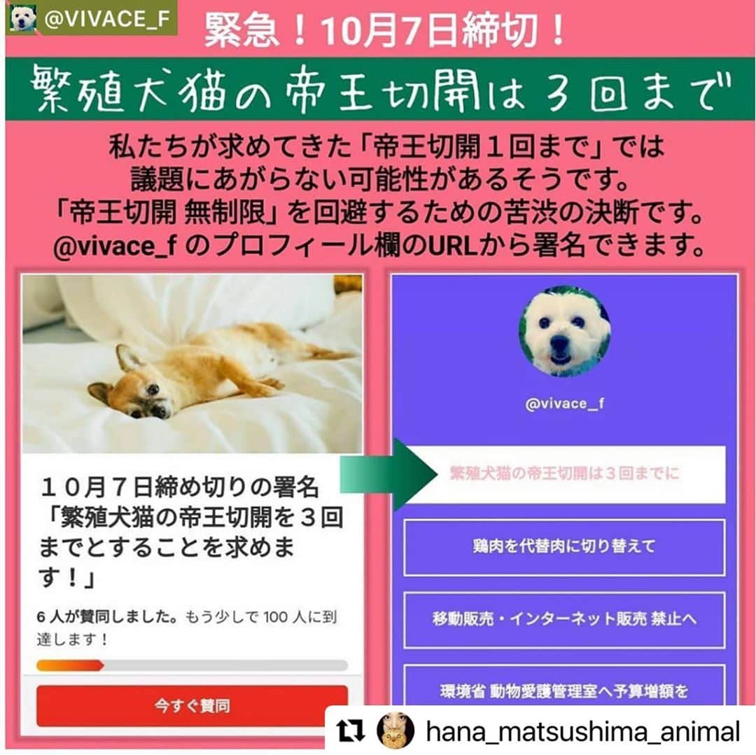 二階堂ふみさんのインスタグラム写真 - (二階堂ふみInstagram)「いよいよ数値規制が今月具体的に決まろうとしています。 最後のアクション、よろしくお願いします！！  #Repost @hana_matsushima_animal with @make_repost ・・・ : 🔴緊急‼️ ネット署名のお願いです‼️ . 締切は… 10月7日に開催される 「動物愛護部会」までです‼️ . 内容は…  ついに数値規制のことが NHKのニュースで取り上げられましたが… その数値規制の中で、まだ決まっていない 〝帝王切開の回数〟についてです。 . 帝王切開の回数なんて、少ない方がいいに決まっているし、犬種によっては生涯1回だけの子もいるし、その子の体格、健康状態によっては、 やってはいけない子もいます。　　 . ところが、環境省は全国ブリーダー協会会長の「犬は子宮の構造が丈夫であり、帝王切開に耐えられる。回数の問題じゃない」との提言を採択しようとしているそうです。 . 私たちも本当は… 「帝王切開は1回まで！」と声高に言いたいところですが、これでは議論にあがらなそうということで… 不本意ですが「帝王切開は3回まで！」と 要望することになりました。 . ご賛同頂ける方❗️ どうか🙏ネット署名にご協力お願いします🙏🙏🙏　 . 署名の詳しいやり方は… 下記をお読み下さい。 よろしくお願いします🙏🐕🐈 . . #花アニマル #帝王切開は3回まで #数値規制 #動物のための数値規制を  #もっと動物に優しくして下さい  #ネット署名 #署名アクション #拡散希望 #拡散希望です #ラベンダーリボン . . @vivace_f #Regram #Repost via @PackeDApp #PackeDApp 🚨拡散希望🚨 @catandanimals25reiko さんが立ち上げてくださったネット署名です。 ありがとうございます🙏🏻 . 環境省で検討中の ｢数値規制｣。 いまだ、帝王切開の回数が決まっていません。 それどころか、環境省は筒井敏彦氏の ｢帝王切開は何度でもOK｣ の提言を採択しそうな怪しい雰囲気があります😧 . 私たちが求めてきた ｢帝王切開１回まで｣ では、厳しすぎて議題にあがらない可能性が高いそうです。 ｢ラベンダーリボン｣ 代表のネギこさん (@negiko888) と串田誠一議員が話し合われた結果、｢帝王切開無制限｣ を回避する為に、不本意ながら ｢帝王切開３回まで｣ を要望し、ネット署名を立ち上げることになりました。 . 回数さえ設ければ、省令として ｢数値規制｣ が施行された後でも変更可能だそうです。 まずは、｢帝王切開３回まで｣ を “たたき台” として、将来的に３回→２回→１回へと目指していきます。 . このネット署名の締切は、動物愛護部会が開催される10月７日までです。 かなりタイトですが、ぜひご賛同お願いいたします🙇‍♀️ 署名は数がものを言います。ご家族やご友人にもお声掛けいただけると大変助かります。 . @vivace_f のプロフィール欄のURLからネット署名できます。 . 接続が悪い場合は、こちらのURLからお願いいたします↓ http://chng.it/gsgxNTnx . それでも繋がらない場合は、ラベンダーリボンのHP内の ｢賛同フォーム｣ に入力してください↓ @lavenderribbon_ のプロフィール欄のURLより、ラベンダーリボンのHPがリンクされています。  . #私たちにできること #SNSでできること #世界基準の数値規制 #動物のための数値規制を #環境省 #小泉進次郎 #数値規制 #全国ブリーダー協会 #全国ペット協会 #ペットショップに行く前に #里親になろう #保護犬 #いぬ #愛犬  #保護猫 #ねこ #愛猫  #保険クリニックの日2020」10月4日 21時06分 - fumi_nikaido