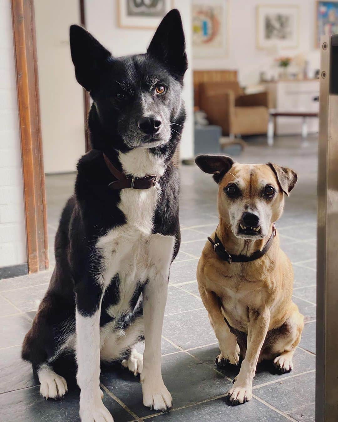 ステファニー・ヨーステンのインスタグラム：「It’s #worldanimalday ! 🐾  A special day to appreciate these little balls of floof, and thank them for the endless amounts of joy they give. Love you Micky & Sora! ❤️🙏 #werelddierendag #mickymactroy #huskylabradormix #huskador #labsky #sora #jackrussellpug #jug #micky #mixedbreedsofinstagram」