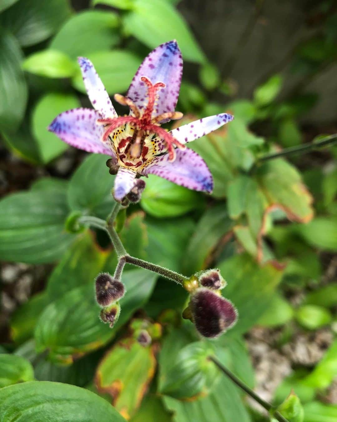 竹川美子さんのインスタグラム写真 - (竹川美子Instagram)「杜鵑草の花☘️ #杜鵑草 #ほととぎすの花 #夏から晩秋に咲く #斑点模様の花 #花言葉 #永遠にあなたのもの #秘めた意志 #永遠の若さ #癒し」10月4日 13時09分 - takegawamiko