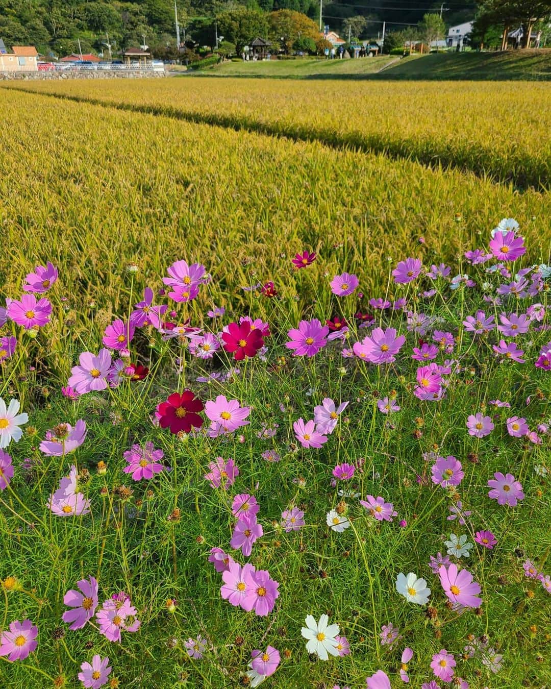 ユジョンのインスタグラム：「막찍어도 그림같은 우리 할머니네 시골마을 🏡 다같이 힐링하고픈 맘에 만든, 그림같은 풍경을 담은 힐링영상! 오후3시 유튜브에 업로드 합니당 ㅎㅎㅎ🧡」