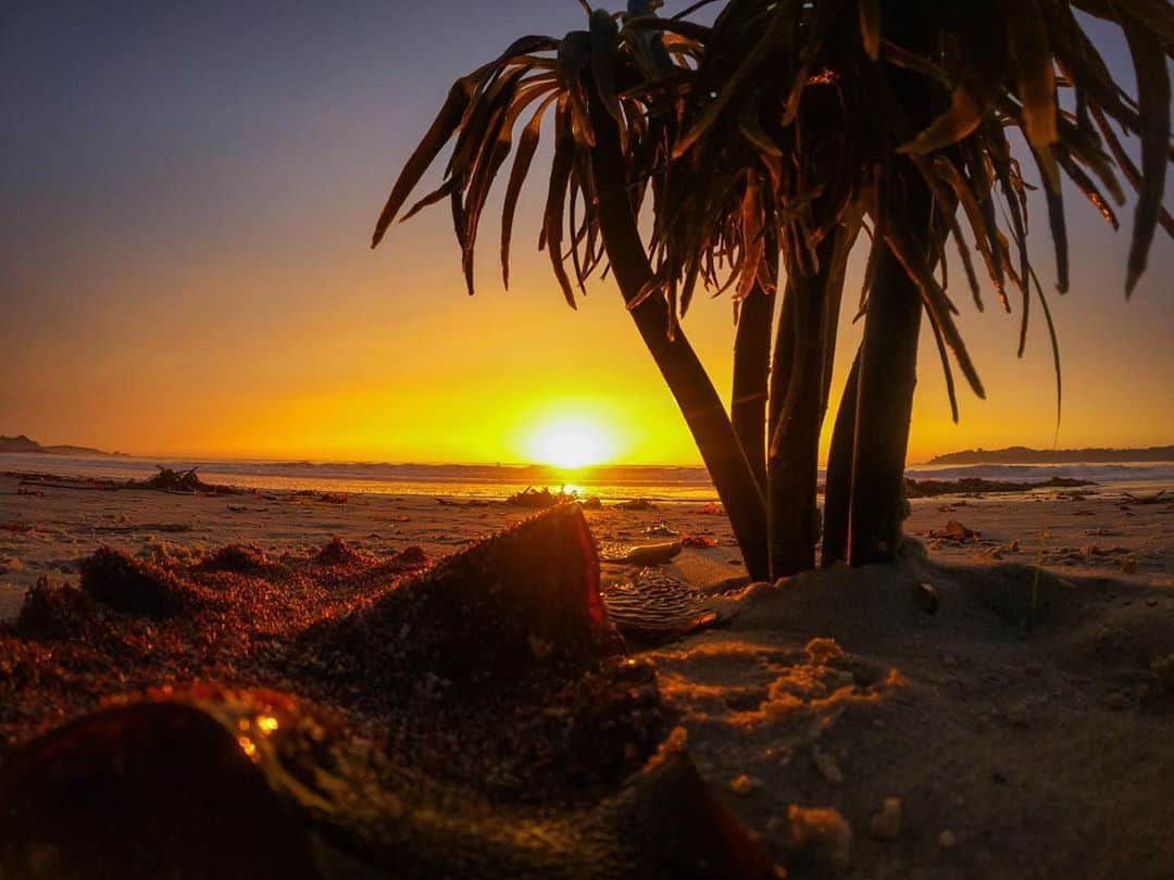 のインスタグラム：「Day 3 of the #GoProCreatorSummit and headed North to meet with my man and GoPro killer @timhumphreys to collaborate ... we got to the beach right before sunset and conditions were epic so had to swim out and shoot at least one wave even though I didn’t have time to put on a wetsuit... was so freezing I literally only shot one 😂 on the way in someone had made this cool lil beach scene out of seaweed so I clicked a snap ... looked so real 😜 Thanks @smkflwr for letting us hang at the SMKFLWR Nor Cal beach house ... this place is epic 🔥🔥🔥 #GoProHero9 #GoPro #yupThatsSeaweed」
