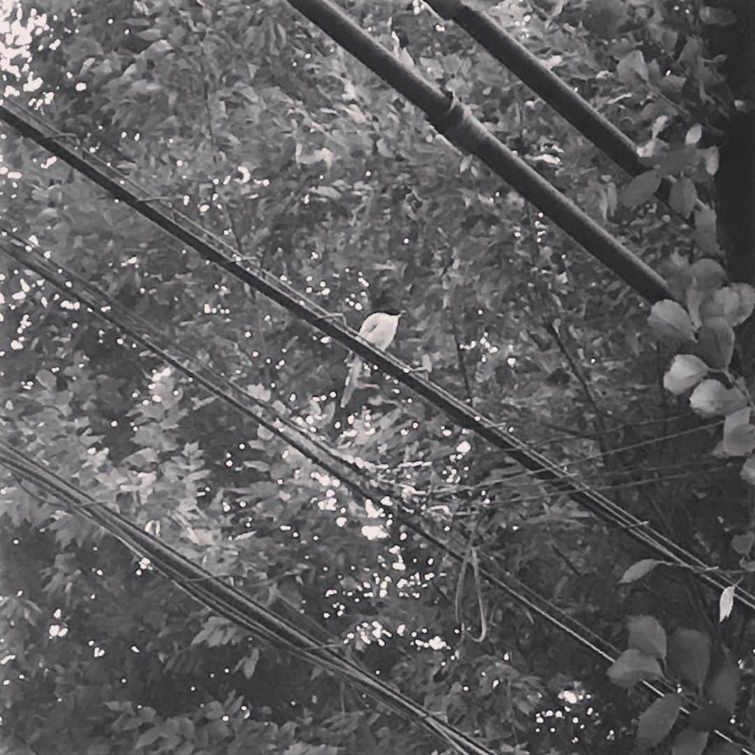 のインスタグラム：「♭の世界🕊」