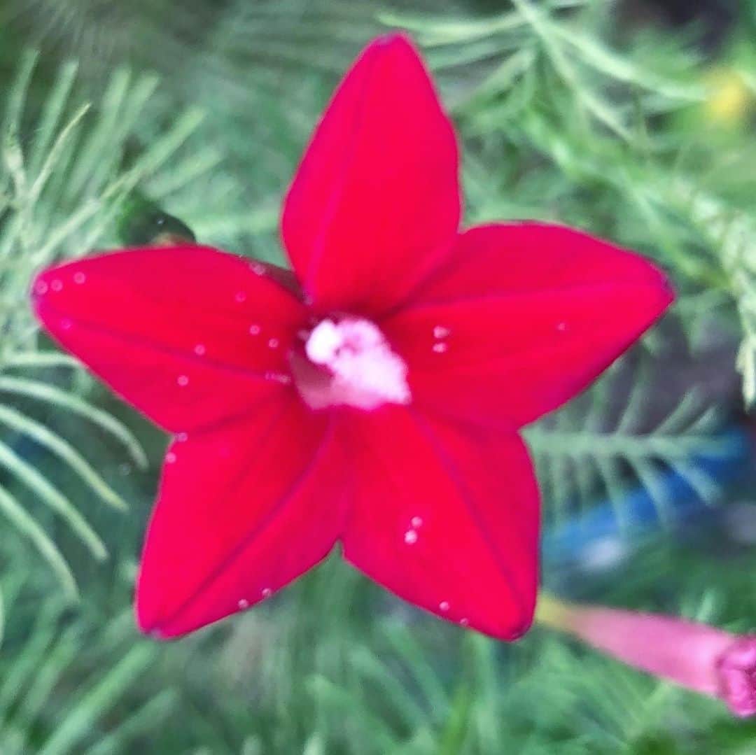 藤田朋子さんのインスタグラム写真 - (藤田朋子Instagram)「教会の庭 花が咲く🌸 見ているだけで癒される」10月4日 15時14分 - chiendormant