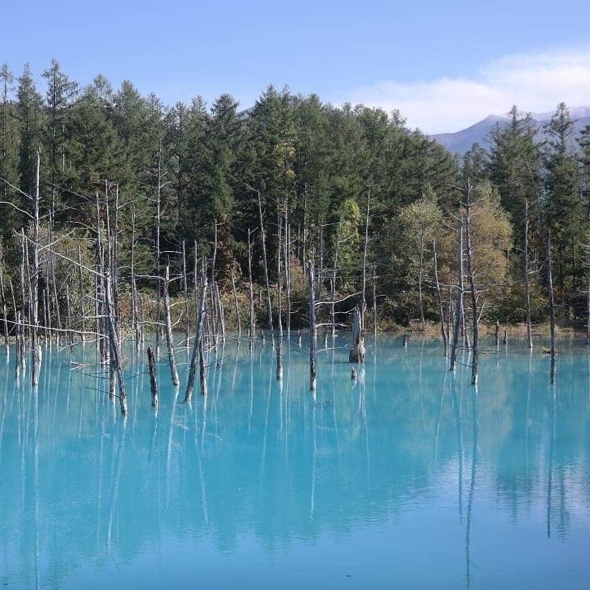 Miyu Toyonagaさんのインスタグラム写真 - (Miyu ToyonagaInstagram)「“Prove yourself to yourself, not to others.”  Traveled all the way to Biei to see the mysterious Blue Pond🦢   池を囲む木々の緑とのコントラストが美しい。」10月4日 15時33分 - miyu_toyonaga