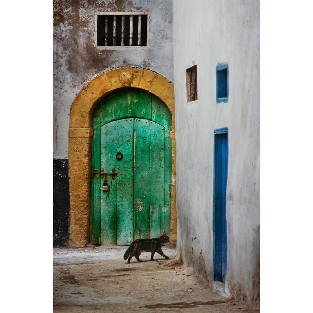 スティーブ・マカリーさんのインスタグラム写真 - (スティーブ・マカリーInstagram)「Cat in alleyway, #Essaouira, #Morocco, 1988.  #SteveMcCurry」10月4日 21時29分 - stevemccurryofficial