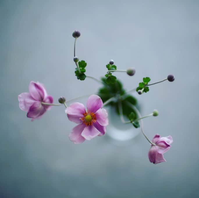 Naomiのインスタグラム：「庭から秋明菊。」