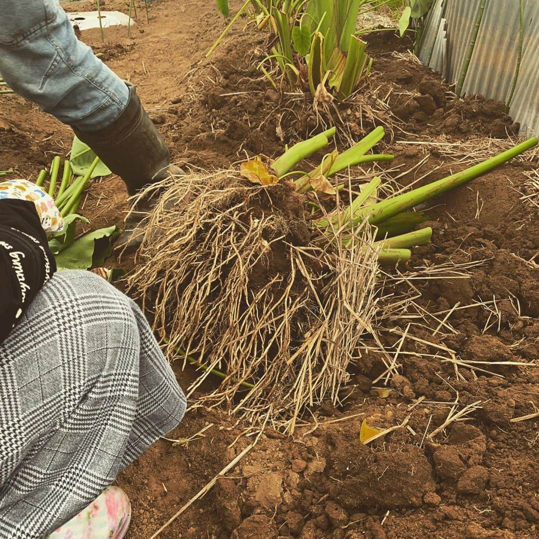 紫咲大佳さんのインスタグラム写真 - (紫咲大佳Instagram)「おいもほり〜❤︎秋ですねっ  いつもお世話になっている方に呼んでいただき\(//∇//)\こんなに沢山収穫できましたっ 里芋って、こんな風に実るの知らなかったぁ！！！ 農家の方ってすごい！ 感謝を改めて感じられる時間でした♬  #スイミープロジェクト #元タカラジェンヌ  #jennecollection #ジェンヌコレクション #宝塚歌劇団 #shizakimusicspace #子ども教育」10月4日 17時03分 - shizaki.hiroka