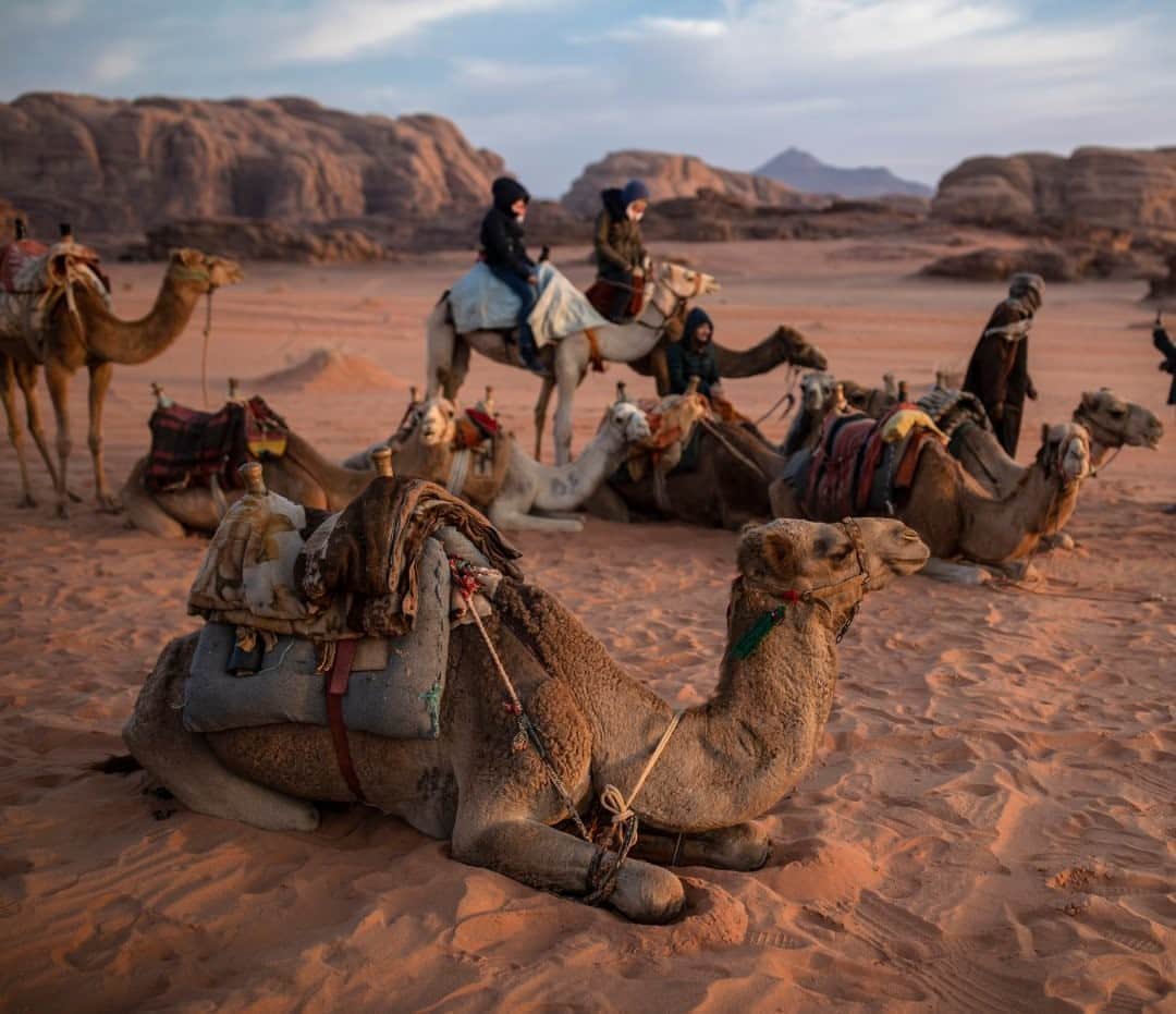 National Geographic Travelさんのインスタグラム写真 - (National Geographic TravelInstagram)「Photo by Muhammed Muheisen @mmuheisen / Camels rest on the sand of the desert of Wadi Rum, also known as the Valley of the Moon, cut into the sandstone and granite rock of southern Jordan. For more photos and videos from different parts of the world, follow me @mmuheisen and @mmuheisenpublic. #muhammedmuheisen #Jordan #الاردن #WadiRum」10月4日 17時08分 - natgeotravel