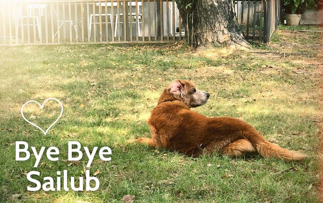 Hoykong&Plamuekのインスタグラム：「R.I.P Sailub ❤️ All dogs gone to heaven. So sorry for your lost. @primsailub @sinbad67 @patchipam」