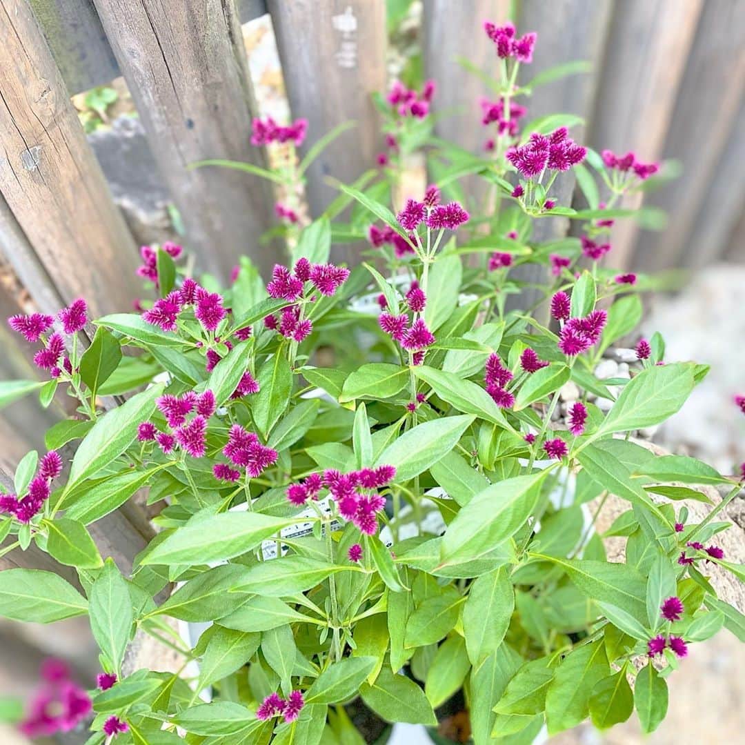 祥吉のグルメインスタ