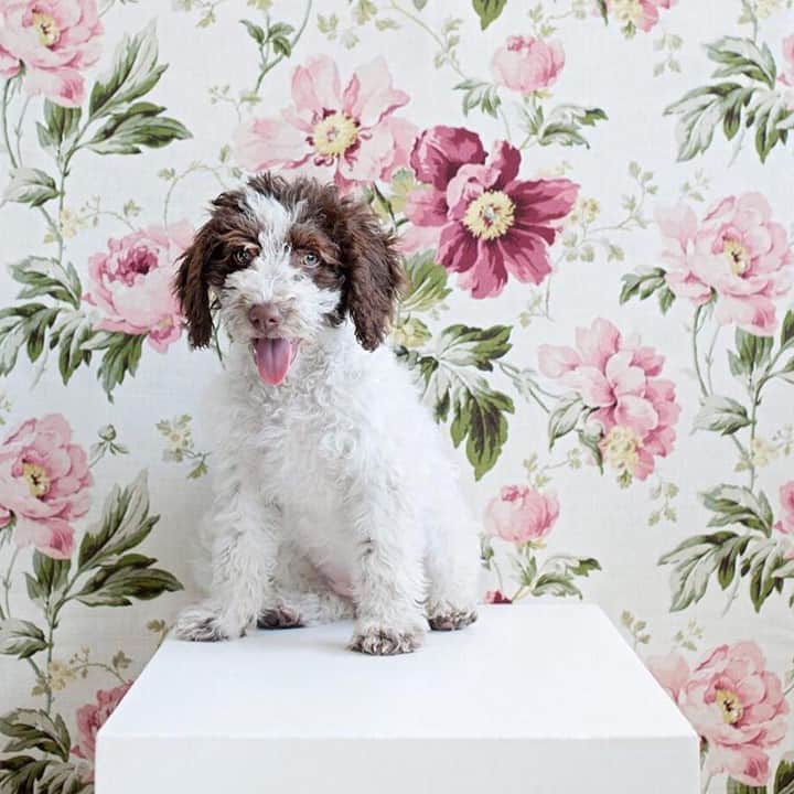 ローラアシュレイのインスタグラム：「It’s #WorldAnimalDay – the perfect excuse to share adorable photos!⁣ ⁣ The gorgeous pup, Solana, is photographed by @SophisticatedPaws with our ‘Peony Garden’ wallpaper.⁣ ⁣ Join us in celebrating animals of all kinds in the comments below.」