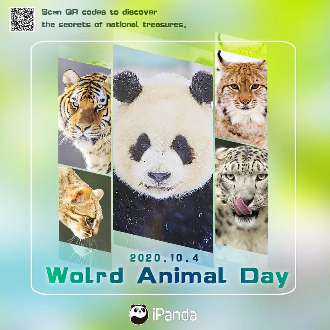 のインスタグラム：「World Animal Day is observed on October 4. Look at our beautiful eyes closely, and you will know us animals are sentient beings! Please pay full regard to our welfare and make the world a better place for all animals! 🐼 🐼 🐼 #Panda #iPanda #Cute #PandaPic」