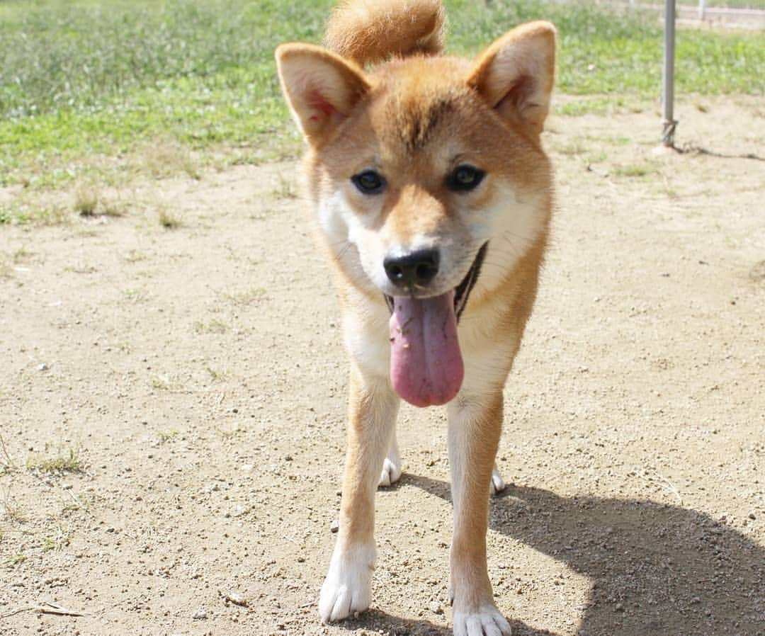 柴犬たま Shibainu Tamaのインスタグラム