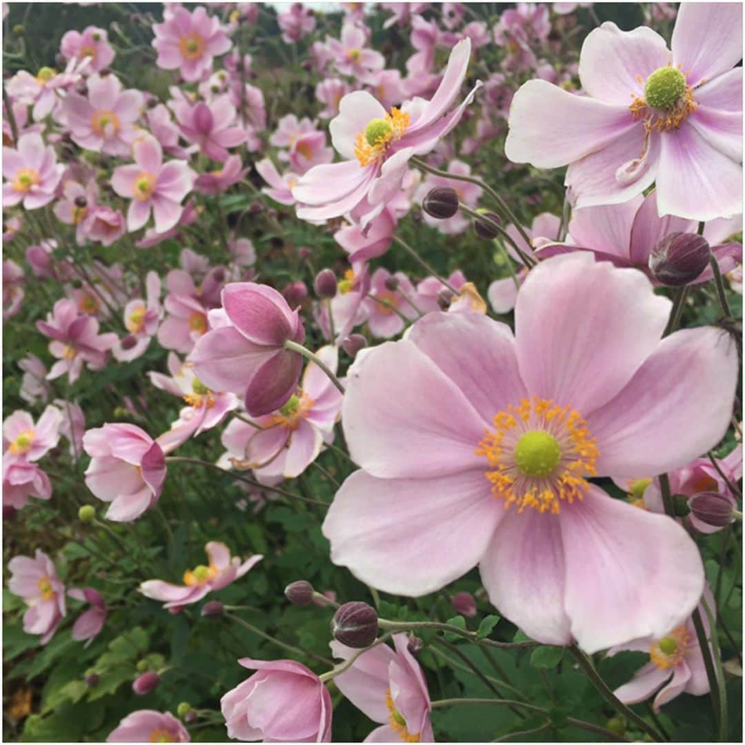 saya__igさんのインスタグラム写真 - (saya__igInstagram)「🌸🌸🌸 * * #ユニガーデン #flowers」10月4日 18時42分 - rin____kr