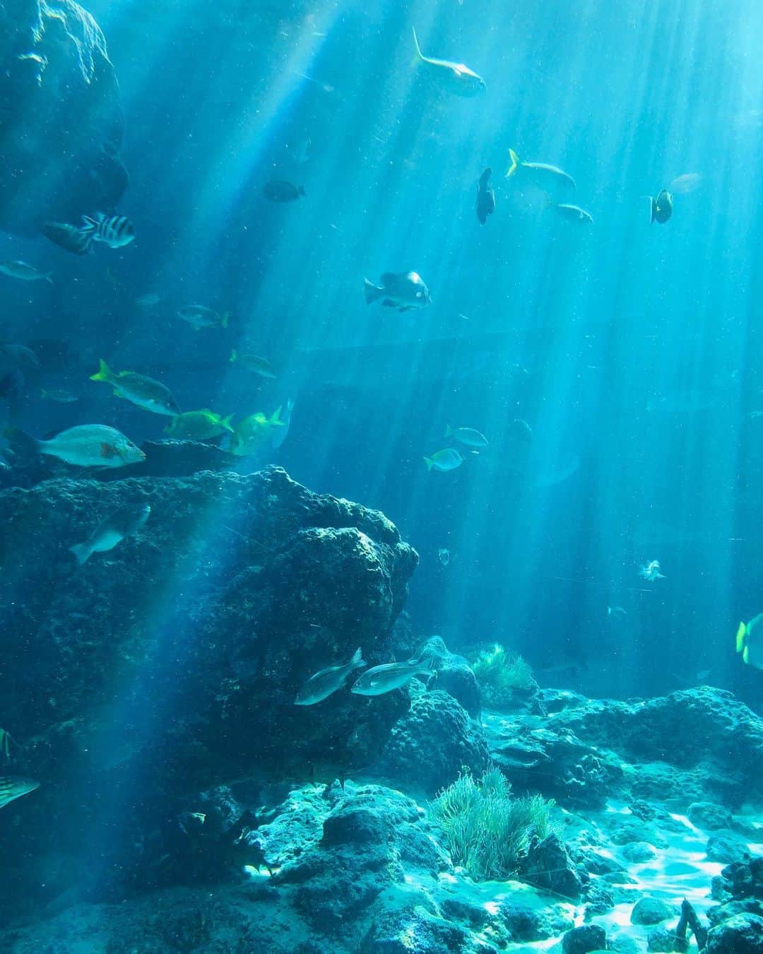 夏奈子さんのインスタグラム写真 - (夏奈子Instagram)「沖縄にはよく行くのに🐬 美ら海水族館は6年ぶりでした🐟 久しぶりだったけど、大きい水槽にやっぱり感動しました🥺🥺  高さ8.2m、幅22.5m、厚さ60cmの水槽も深海を感じられて素敵🦈  ショーはコロナの影響で中止だったので残念だったけど(コロナめ💢) またいつか見れたらいいな…🐬  海って宇宙よね〜👽 不思議がいっぱい❤️  写真は何故か前に出だして 踊りだした僕。  つられて真似る友達ww  #美ら海水族館 #美ら海 #水族館 #深海 #癒し #お食事中の動画 #海 #沖縄 #ありがとう」10月4日 18時38分 - chankana0609
