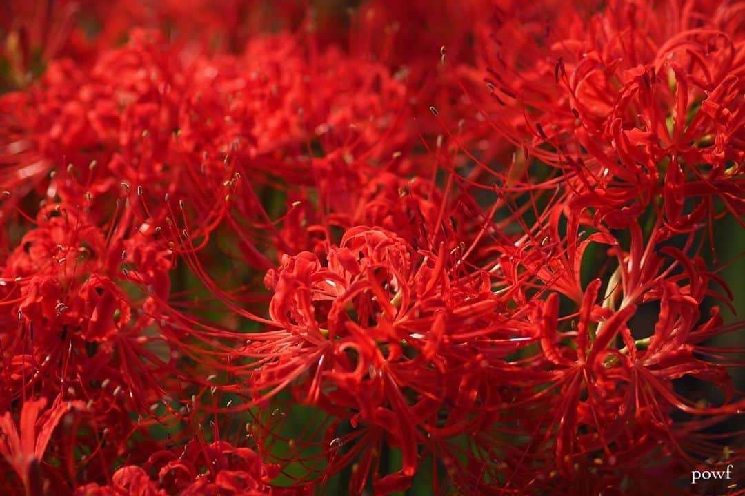 anemone_69さんのインスタグラム写真 - (anemone_69Instagram)「. #近所の公園 で。 今年は咲くの遅かったんだね。 . . #ヒガンバナ #彼岸花 #曼珠沙華 #spiderlily . . .」10月4日 19時06分 - powf