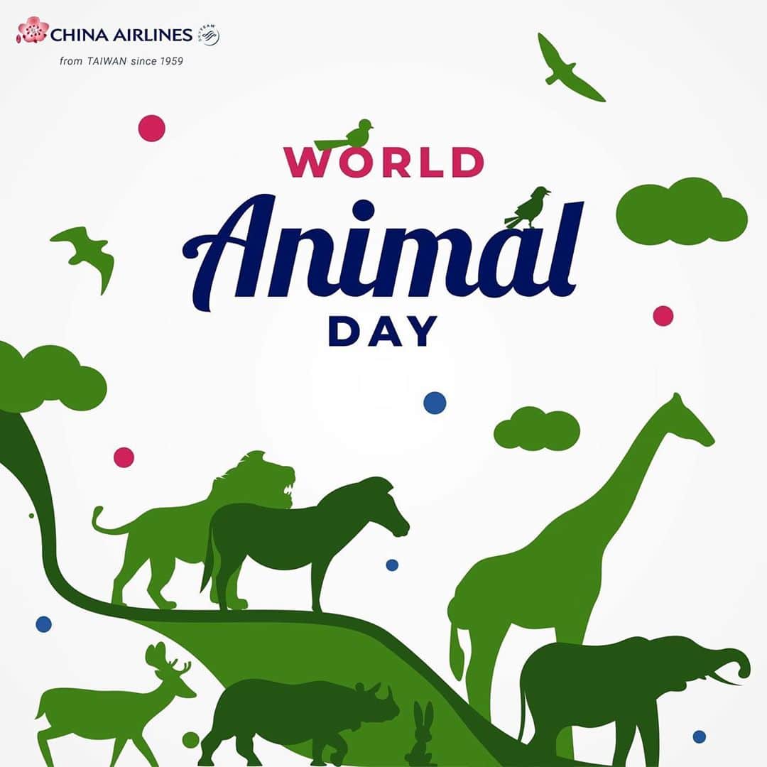 日本地区チャイナ エアラインさんのインスタグラム写真 - (日本地区チャイナ エアラインInstagram)「【World Animal Day】  今日は世界動物の日🦁🐵🐘 私たちは野生動物の違法取引撲滅への取組みに力を入れています。 動物愛護・動物保護の為、皆で一つになって協力し合って行きたいですね💓  ＜公式HP＞ https://goo.gl/vif8Qp」10月4日 19時18分 - chinaairlines.jp
