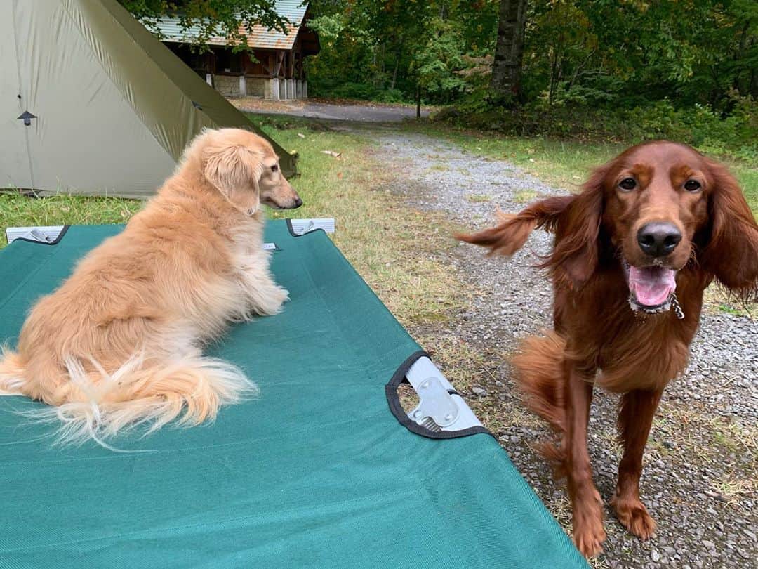 ハッチ＆ニコのインスタグラム：「ニコとローラ ビビりまくって目が離せないチビ犬と チビ犬が気になって仕方がない２歳児  #カメラ嫌い同好会 #pecoいぬ部 #犬の生活が第一 #癒しわんこ #dachshund #犬バカ部 #短足部 #ふわもこ部 #tokyocameraclub #東京カメラ部」