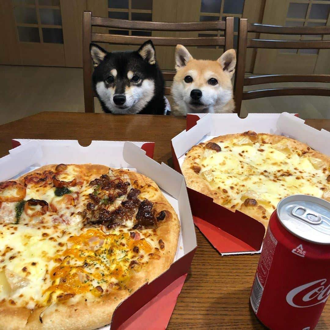 豆柴なつ&ふゆさんのインスタグラム写真 - (豆柴なつ&ふゆInstagram)「Pizza party😋❤️ ピザパーティー😋❤️  #ピザ #pizza#ホームパーティー #homeparty #party #shibaaaaainu #shibaaddict  #shibalife  #しばすたぐらむ #シバフル #わんダフォ #shibamania  #柴犬ライフ#pecoいぬ部 #shiba_snap  #instashiba#cutedogs  #柴犬#shiba #shibainu #shibastagram  #pecoいぬ部 #犬バカ部 #shibainumag_feature #instafollow #dogoftheday  #🐕📷 #theshibasociety  #柴#proudshibas  #柴犬マニア」10月4日 19時27分 - mameshiba.natsuinu56