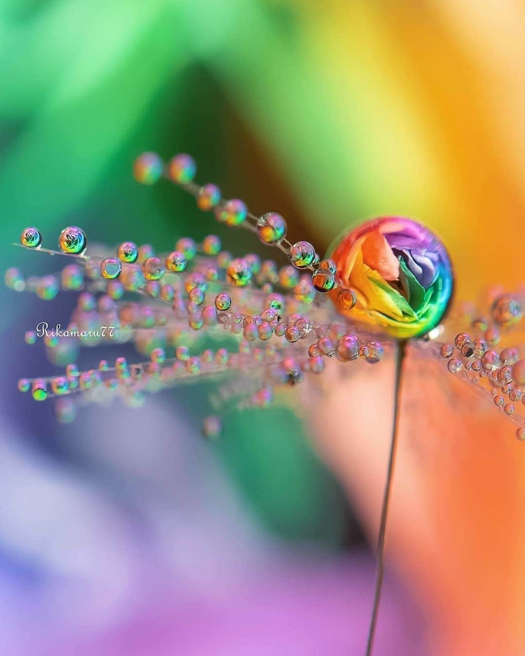 花の写真館のインスタグラム：「Photo by @rikamaru77.⠀ https://instagram.com/rikamaru77/⠀ .⠀ Original Post[投稿いただいたURL]⠀ https://www.instagram.com/p/B4lU6dJADea/⠀ .⠀ 本アカウントは、 #私の花の写真 をつけてInstagramに投稿された皆さまの花の写真や、「花の写真館」Facebookページで投稿された花の写真を紹介します。⠀ 「花の写真館」Facebookページは、「 @floral.photograph 」のプロフィールにあるURLからご覧ください。⠀ .⠀ ※各自、政府、自治体など公的機関の指示に従った行動をお願いします。⠀⠀ 東京カメラ部および分室では、写真を「見る楽しみ」を提供することを通して、微力ながら皆様にわずかな時間でも癒しをお届けしたいと思っております。⠀ ※本アカウントは東京カメラ部がFacebook、Instagramのサービスを利用して運営しているもので、Facebook社・Instagramとは一切関係ありません。⠀ .⠀ #花の写真館 #floralphotograph #floralphoto #flower #flowers⠀ Follow: @floral.photograph」