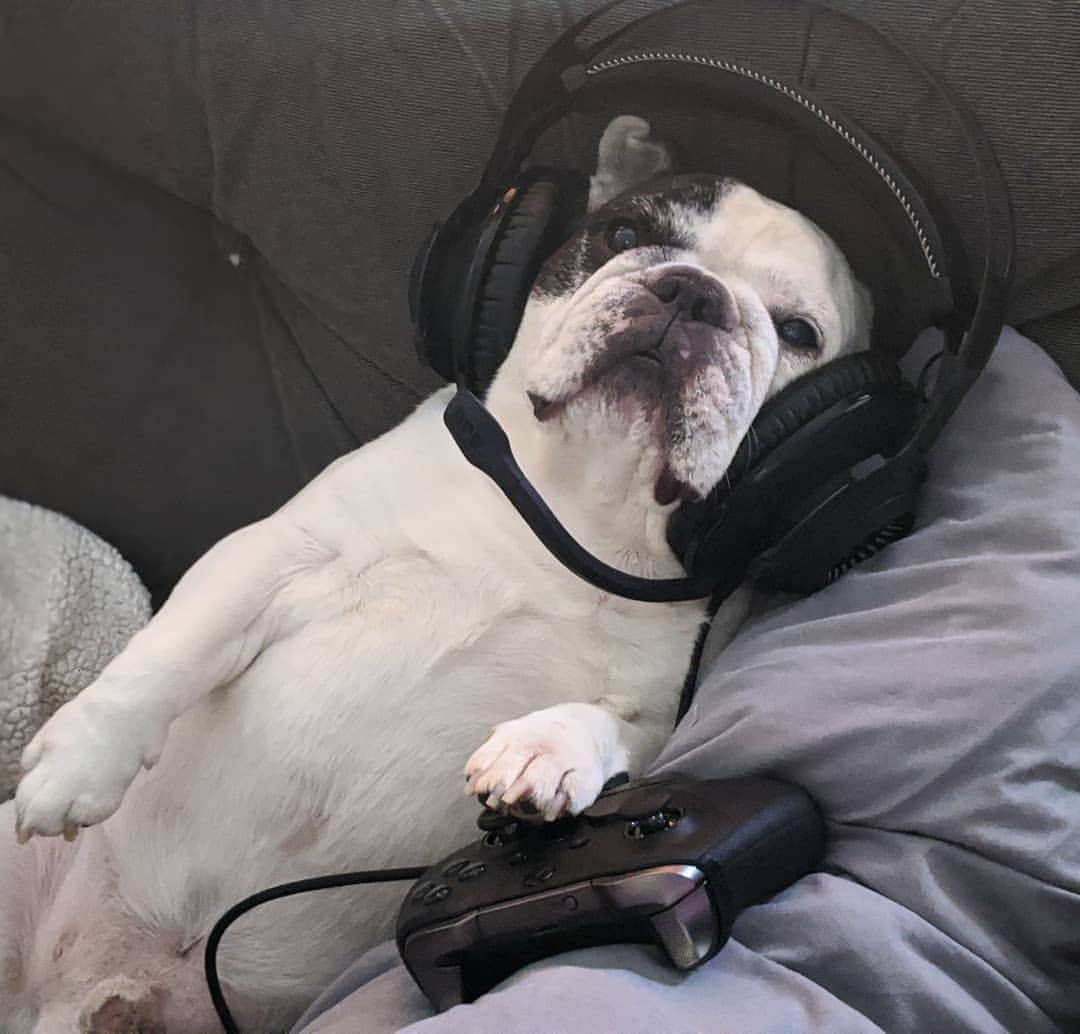 Manny The Frenchieさんのインスタグラム写真 - (Manny The FrenchieInstagram)「Playing COD with the boys. Drop your screen name 🎮😂」10月5日 5時12分 - manny_the_frenchie