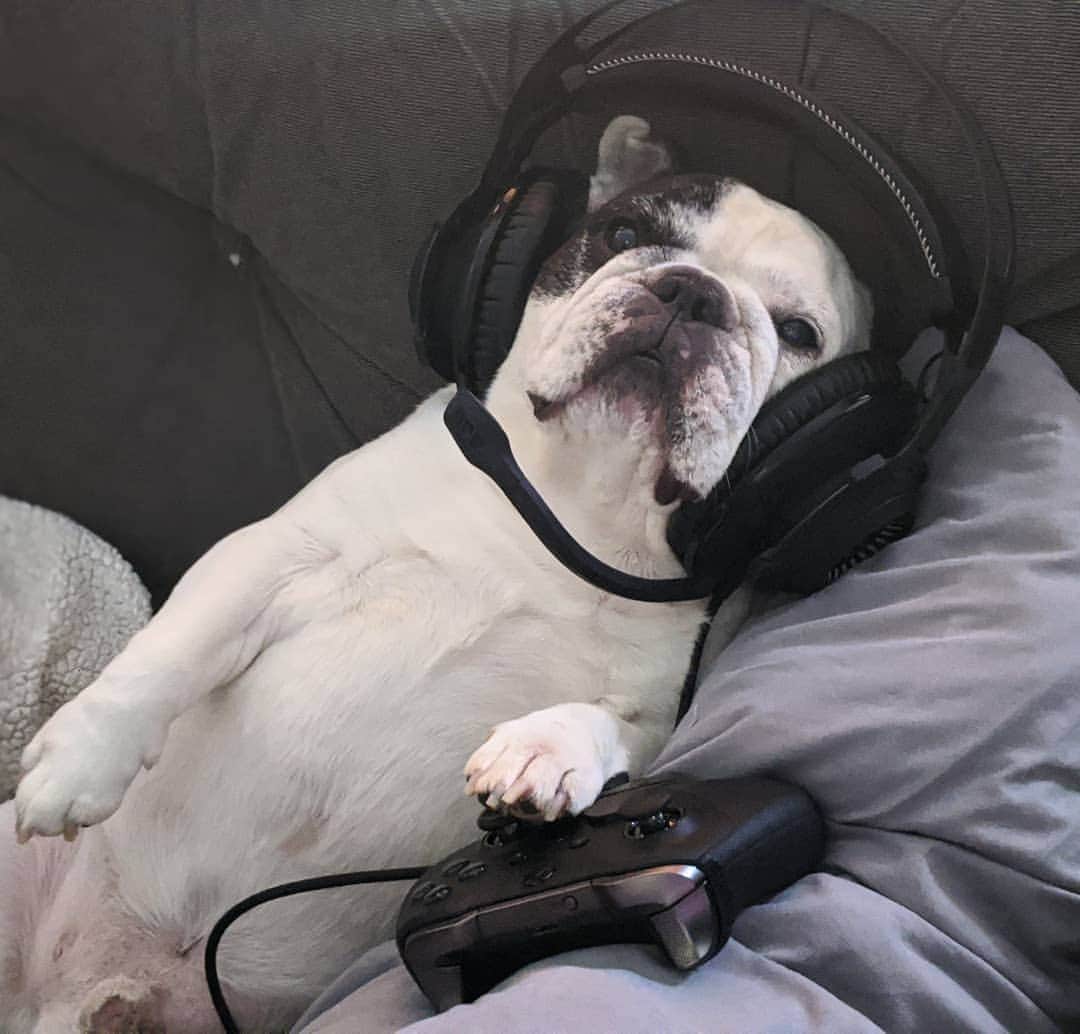 Manny The Frenchieのインスタグラム：「Playing COD with the boys. Drop your screen name 🎮😂」
