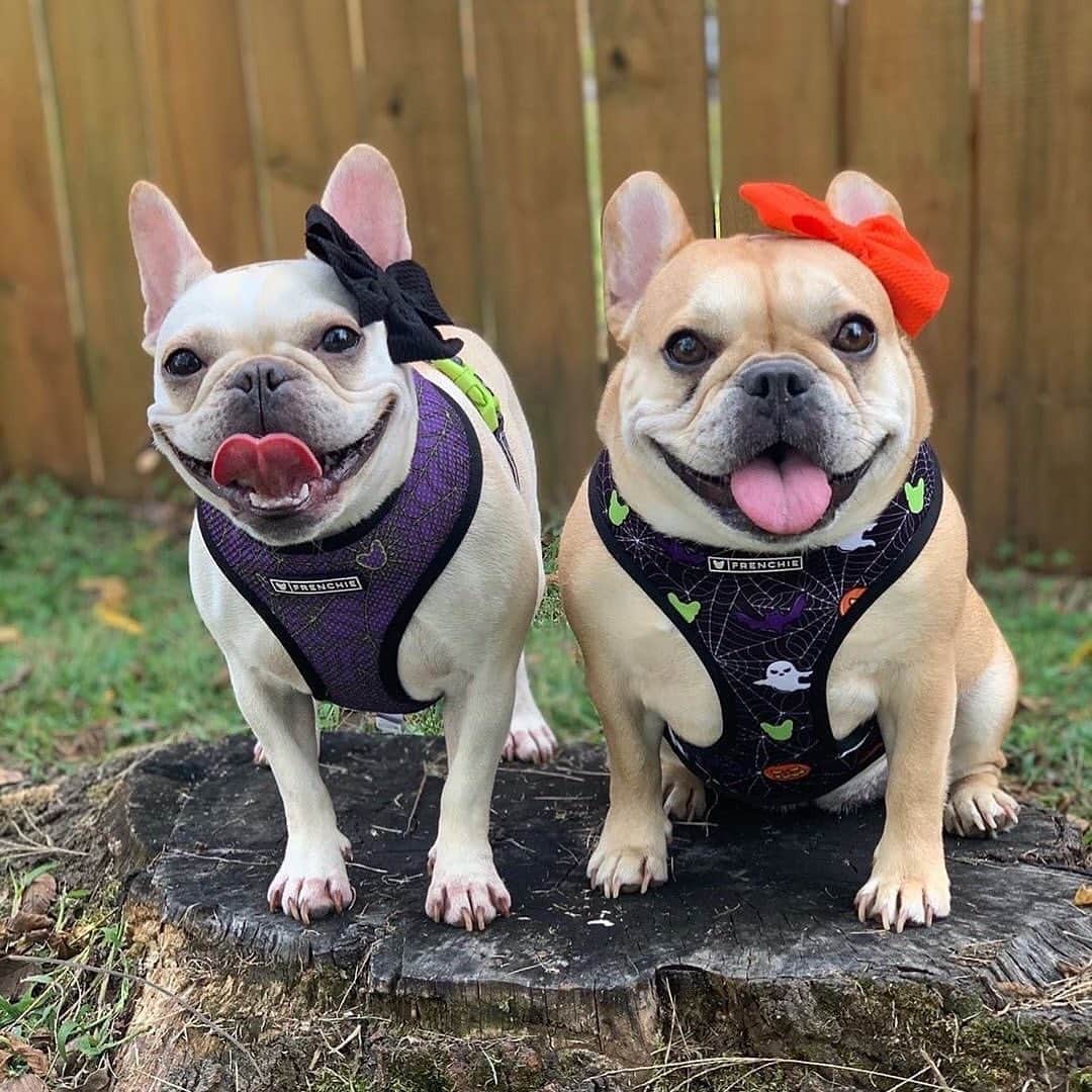 Regeneratti&Oliveira Kennelのインスタグラム：「hallow-queens! @lemmyandpip  . . .  Shop  @frenchie_bulldog ⚡️THE COOLEST⚡️ swag for your pup! 🎁 Get 10% off  with code jmarcoz10 🐾  . . . . . . #bulldogfrances #cutepuppy #frenchbulldog #frenchie #dogsofinstagram #cute  #instapet」