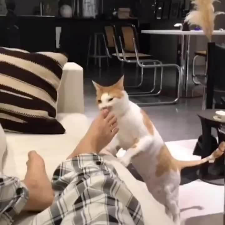 Aww Clubのインスタグラム