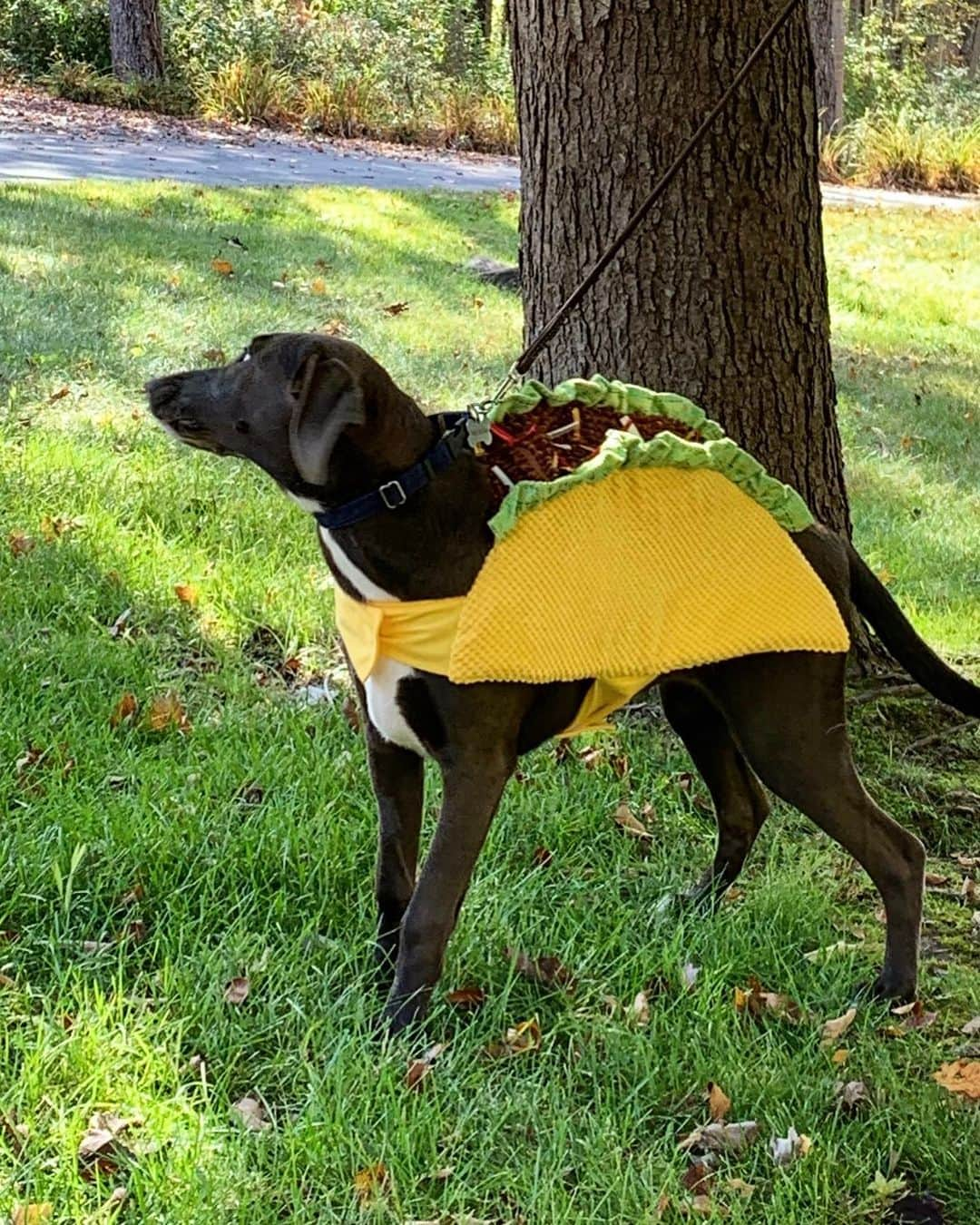 レイチェル・レイさんのインスタグラム写真 - (レイチェル・レイInstagram)「Today is #NationalTacoDay 🌮 Bella chose this as her toy at @petco. Animal instincts...🐶」10月5日 6時07分 - rachaelray